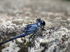 Bayadera brevicauda