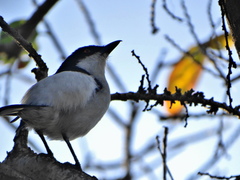 Dryoscopus cubla cubla