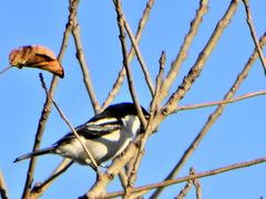 Dryoscopus cubla cubla