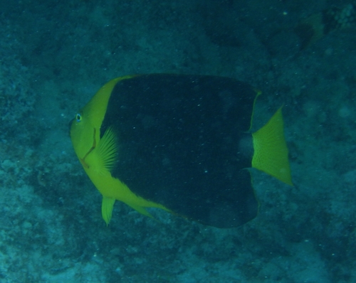 Photo of Rock beauty (Holacanthus tricolor)