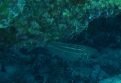 Neoniphon vexillarium