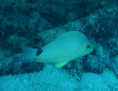 Hypoplectrus unicolor