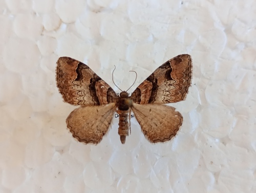 piadivka červenohnedá (Catarhoe rubidata)