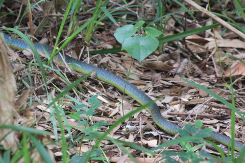 Common Tree Snake sighting