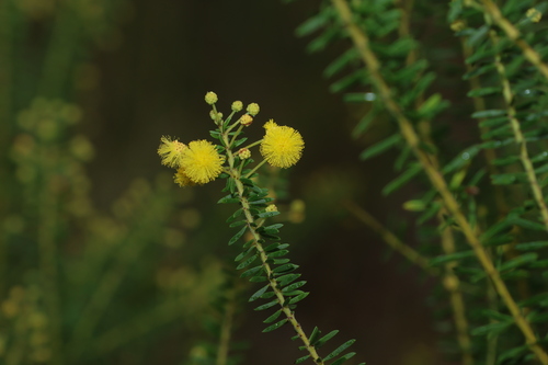 Image of Acacia conferta by (c) Greg Tasney, some rights reserved (CC BY-SA)
