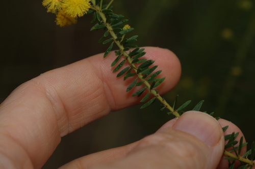 Image of Acacia conferta by (c) Greg Tasney, some rights reserved (CC BY-SA)