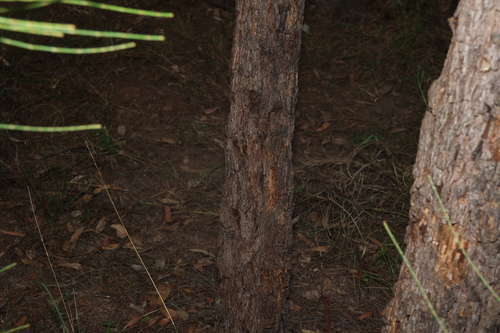Image of Belah (Casuarina cristata) by (c) Greg Tasney, some rights reserved (CC BY-SA)