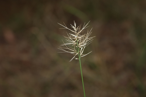 Image of Aristida caput by (c) Greg Tasney, some rights reserved (CC BY-SA)
