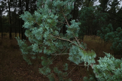 Image of Callitris glaucophylla by (c) Greg Tasney, some rights reserved (CC BY-SA)