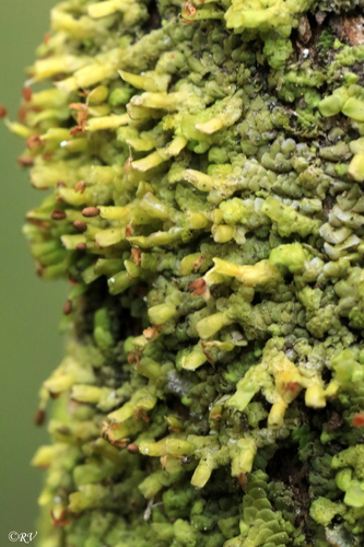 Plokščioji miltuotė nuotrauka