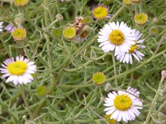 Erigeron blochmaniae