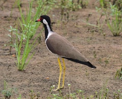 Vanellus indicus lankae