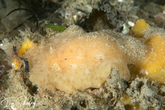 Sclerodoris trenberthi