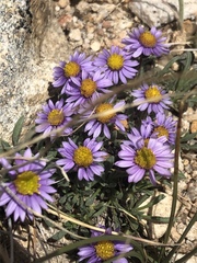 Erigeron pygmaeus