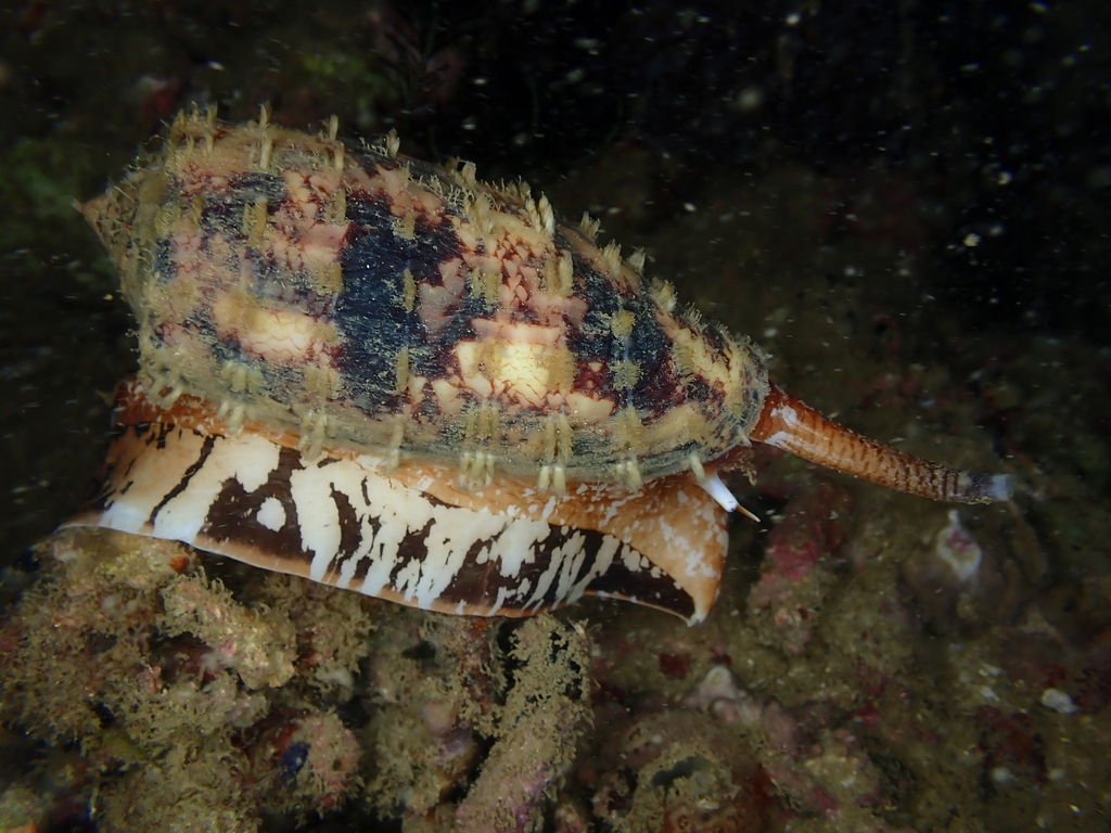 Geography Cone (Conus geographus) · iNaturalist