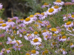 Erigeron blochmaniae