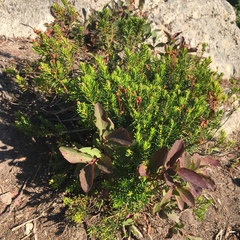 Phyllodoce empetriformis