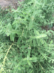 Buddleja scordioides