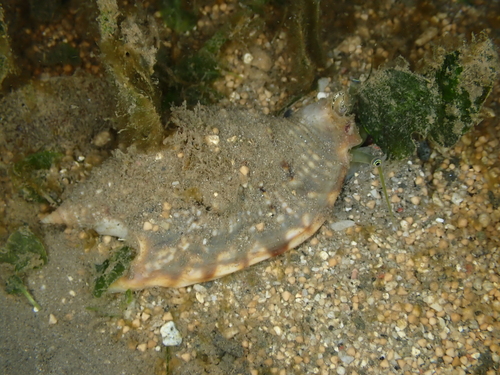Euprotomus aurisdianae observed 2025-03-19