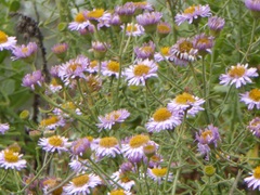 Erigeron blochmaniae