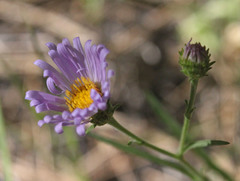 Symphyotrichum spathulatum