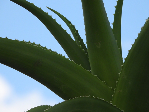 Image of Aloe vaombe by (c) amantedarmanin, some rights reserved (CC BY)