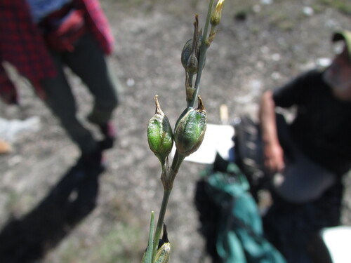 Image of Echeandia flavescens by (c) Carlos Martorell, some rights reserved (CC BY)
