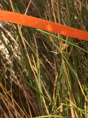 Theridion californicum