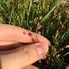 Phyllodoce empetriformis