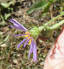 Symphyotrichum spathulatum