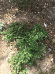 Buddleja scordioides