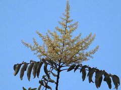 Rhus hypoleuca