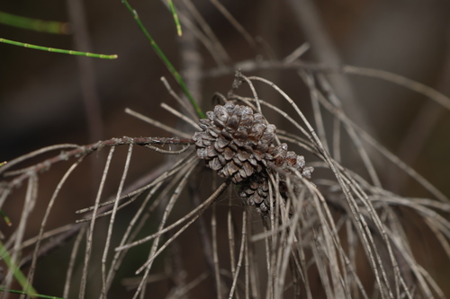 Image of Casuarina cristata by (c) Greg Tasney, some rights reserved (CC BY-SA)