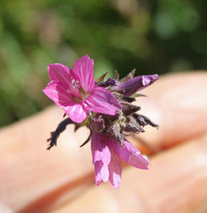 Sidalcea pedata