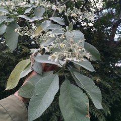 Solanum erianthum