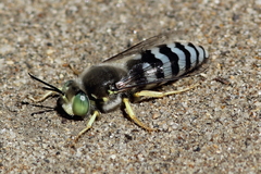 Bembix americana comata