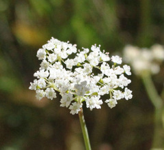 Perideridia parishii