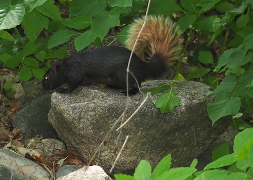 Eastern Gray Squirrel photographed in Michigan
