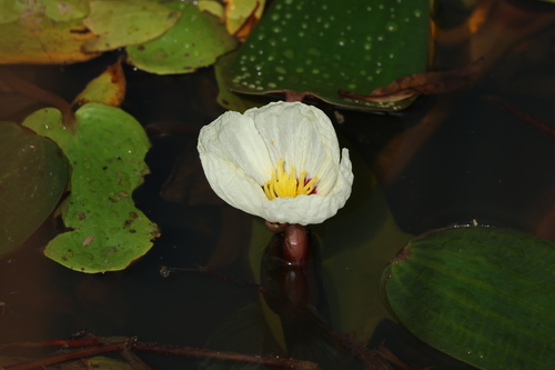 Image of Ottelia ovalifolia by (c) Greg Tasney, some rights reserved (CC BY-SA)