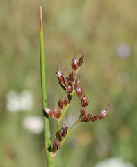 Juncus mexicanus