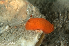 Discodoris paroa