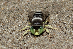 Bembix americana comata