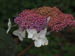 Hydrangea aspera