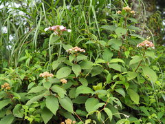 Hydrangea aspera