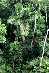Iriartea deltoidea