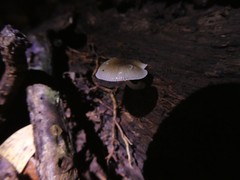Mycena chlorophos
