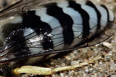 Bembix americana comata