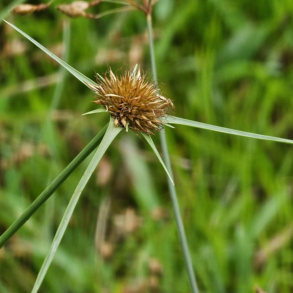 Rhynchospora submarginata (Rhynchospora submarginata)