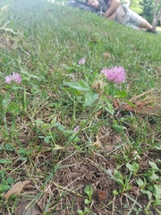 Trifolium pratense