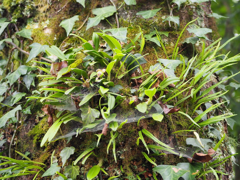 Bulbophyllum pectinatum